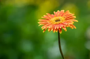 Close-up of a vibrant orange Gerbera daisy with a blurred green background, showcasing the beauty of nature. jigsaw puzzle