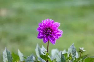 Close-up photo of a vibrant purple dahlia flower in full bloom against a blurred green background. jigsaw puzzle
