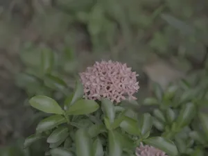Delicate pink Ixora flower bloom in lush green garden setting, showcasing nature's beauty. jigsaw puzzle