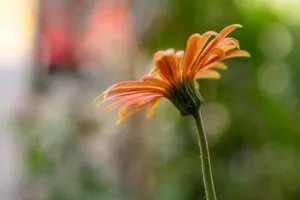 Close-up of a vibrant orange African daisy with a blurred green background. jigsaw puzzle