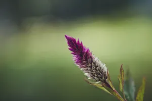 Close-up of a vibrant purple Celosia flower blooming outdoors against a blurred background. jigsaw puzzle