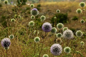 Field of Echinops bannaticus with vibrant blooms, captured in late summer. jigsaw puzzle