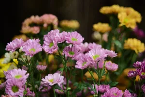 Close-up of colorful chrysanthemum flowers in full bloom highlighting vibrant pink and yellow petals. jigsaw puzzle