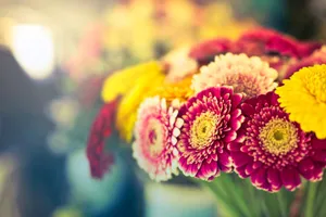 Close-up of colorful Gerbera daisies in vibrant bloom, capturing fresh spring essence. jigsaw puzzle
