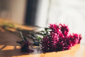Bright red chrysanthemums in soft sunlight creating a serene still life photograph. jigsaw puzzle