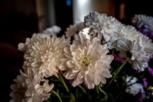 Vibrant close-up of white chrysanthemums in bloom, capturing their delicate petals. jigsaw puzzle