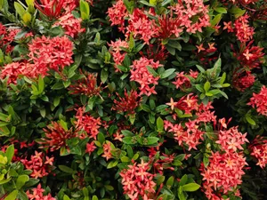 Bright red Ixora flowers beautifully bloom in lush foliage, captured in Dhaka, Bangladesh. jigsaw puzzle