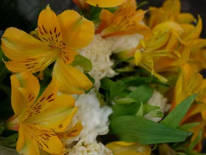 Close-up of vibrant yellow Alstroemeria flowers with lush green leaves. jigsaw puzzle