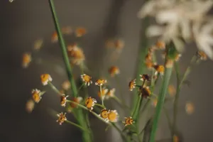 Artistic close-up of dried daisies with a soft focus, capturing their delicate texture and warm tones. jigsaw puzzle