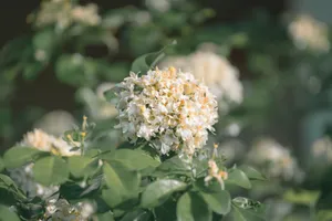 Detailed capture of Murraya paniculata flowers blooming in a lush green setting, evoking a serene and natural ambiance. jigsaw puzzle