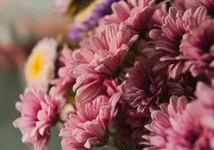A beautiful artistic close-up of pink chrysanthemum flowers showcasing their delicate petals. jigsaw puzzle