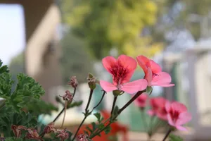 Beautiful close-up of pink geraniums in bloom, showcasing bright petals in a garden setting. jigsaw puzzle