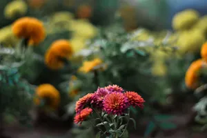 Captivating close-up of pink and orange flowers blooming in a lush garden setting. jigsaw puzzle
