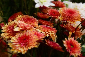 A vibrant bouquet of chrysanthemum flowers showcasing red and orange hues, perfect for celebrations. jigsaw puzzle
