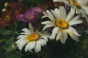 A stunning close-up of a floral bouquet featuring white daisies, purple asters, and red lilies, ideal for spring themes. jigsaw puzzle