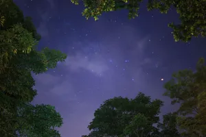 Photography of a serene night sky filled with stars, framed by leafy treetops. jigsaw puzzle