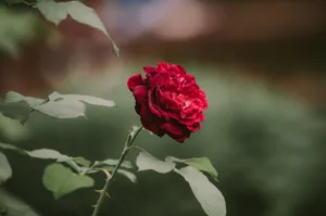 A captivating close-up of a vibrant red rose in bloom, set against a natural blurred green background. jigsaw puzzle
