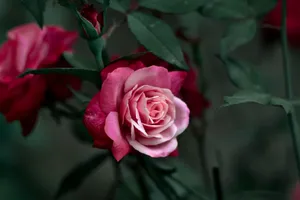 A stunning close-up of a vibrant pink rose in full bloom amidst green foliage. jigsaw puzzle
