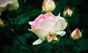 Close-up of a blooming white rose with pink tips surrounded by rosebuds. jigsaw puzzle