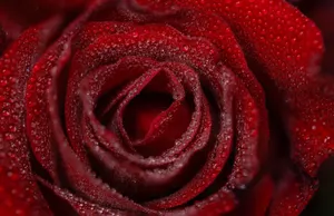 Captivating close-up of a red rose with dewdrops enhancing its natural beauty. jigsaw puzzle
