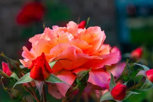 A detailed close-up capturing the vibrant colors and delicate petals of blooming roses in an outdoor garden. jigsaw puzzle