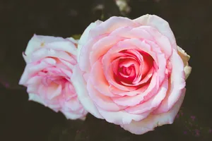 Detailed close-up of pink roses, capturing the soft petals and vibrant color. jigsaw puzzle