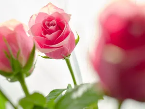 A close-up view of a beautiful pink rose with soft, luminous backlight, highlighting the delicate petals. jigsaw puzzle