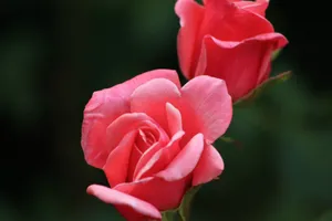 Beautiful close-up of pink rose blossoms in full bloom, showcasing delicate petals. jigsaw puzzle