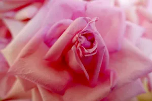 A captivating close-up shot of a vibrant pink rose in full bloom, showcasing its delicate petals and intricate detail. jigsaw puzzle