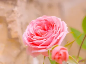 A detailed close-up of a vibrant pink rose against a soft background, highlighting its delicate petals. jigsaw puzzle