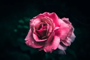 Stunning close-up of a vibrant pink rose with dew drops, set against a dark background. jigsaw puzzle