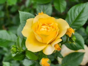 Vibrant yellow rose in full bloom surrounded by lush green leaves, captured outdoors in daylight. jigsaw puzzle
