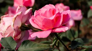 A close-up view of vibrant pink roses in full bloom, showcasing their delicate petals and lush green leaves. jigsaw puzzle
