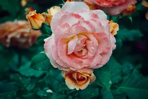 Vibrant garden roses with detailed petals and lush green leaves in close-up. jigsaw puzzle