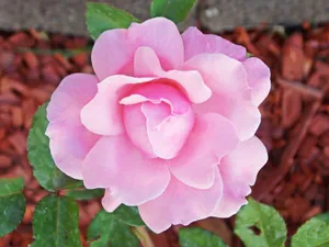 A vivid pink rose blooming in a garden, capturing delicate petals and lush greenery. jigsaw puzzle