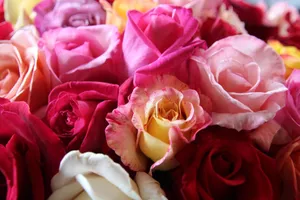 A colorful bouquet of blooming roses, showcasing a variety of pink, red, and yellow petals. jigsaw puzzle
