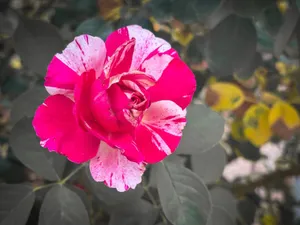 Close-up of a vibrant pink and white rose in a garden setting, showcasing nature's beauty. jigsaw puzzle