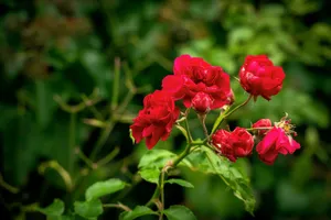 A close-up of vibrant red roses in full bloom against a lush green background. jigsaw puzzle