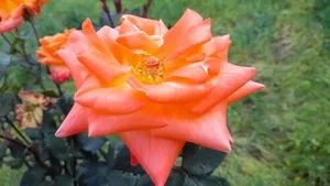Stunning close-up of an orange rose in full bloom, showcasing its vibrant petals and garden setting. jigsaw puzzle
