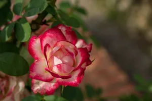Beautiful close-up of a vibrant red and white rose in full bloom surrounded by green leaves. jigsaw puzzle