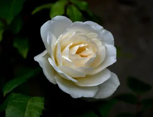 Close-up of a blooming white rose with lush green leaves, symbolizing purity and beauty. jigsaw puzzle
