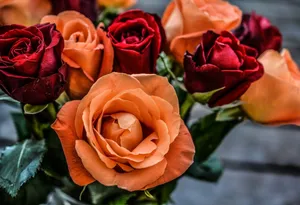 A beautiful close-up of red and orange roses in full bloom, perfect for romantic themes. jigsaw puzzle