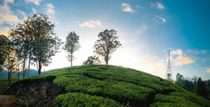 Stunning view of Munnar's lush tea plantations at sunset, with silhouetted trees and a clear sky. jigsaw puzzle