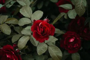A breathtaking close-up of red roses in full bloom surrounded by lush green leaves. jigsaw puzzle