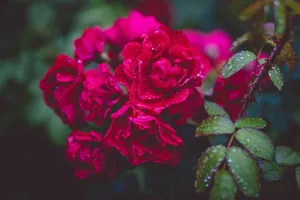 A close-up view of vibrant red roses adorned with fresh dewdrops, captured in a lush garden setting. jigsaw puzzle
