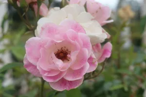 A beautiful close-up of blooming pink roses in a garden setting with lush greenery. jigsaw puzzle