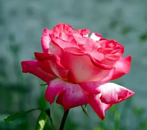 Close-up of a stunning pink rose in full bloom, showcasing its vibrant petals and natural beauty. jigsaw puzzle