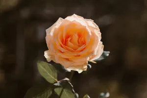 A close-up shot of a peach-colored rose in soft sunlight, showcasing delicate petals. jigsaw puzzle