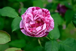 Vibrantly colored pink striped rose in full bloom among lush green leaves, captured in detail. jigsaw puzzle