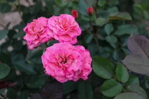 Close-up of vibrant pink roses in full bloom with lush green leaves. Perfect for floral themes. jigsaw puzzle